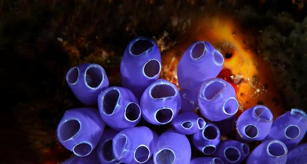 Blue Bell Tunicates (Sea squirts) in the waters near Roatan Island, Honduras