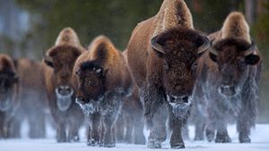 Bison at Yellowstone National Park, Wyoming (© Danny Green/Minden Pictures)(Bing United States)