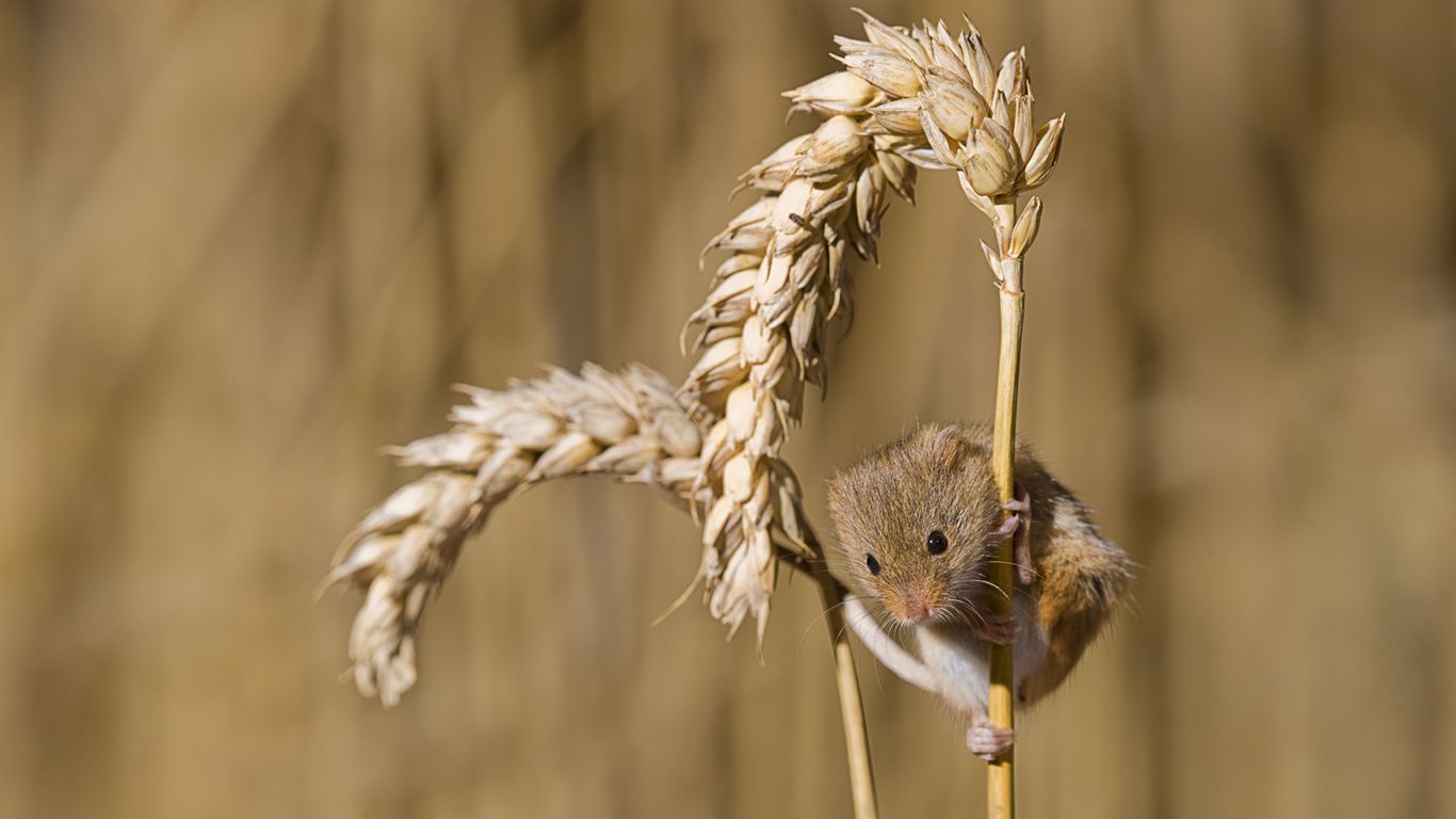 A harvest mouse living in a tennis ball in Thetford, Norfolk