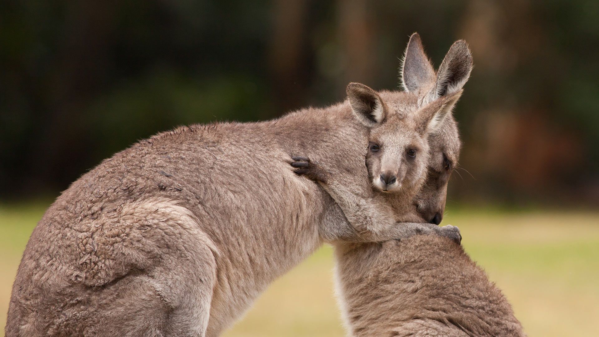 Mother and baby kangaroos hugging