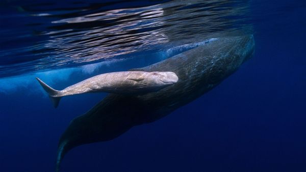 Sperm whale mother and albino baby swimming off the coast of Portugal