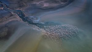 Lesser flamingos flying over Lake Magadi, Kenya (© Vicki Jauron, Babylon and Beyond Photography/Getty Images)(Bing Canada)
