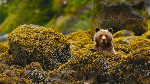 A grizzly in the Great Bear Rainforest, British Columbia, Canada