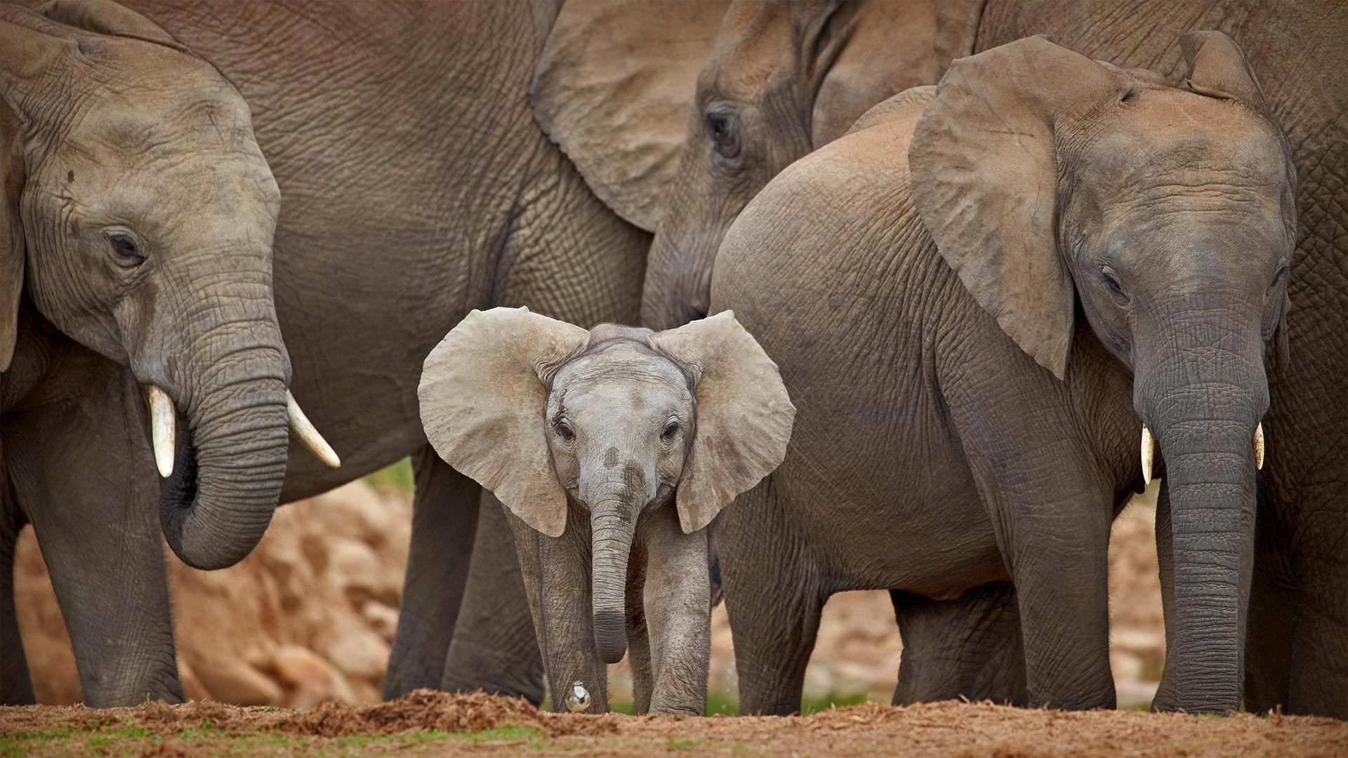 African savanna elephants in Addo Elephant National Park, South Africa