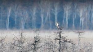 枝の先に止まっているフクロウ (© rockptarmigan/Getty Images)(Bing Japan)