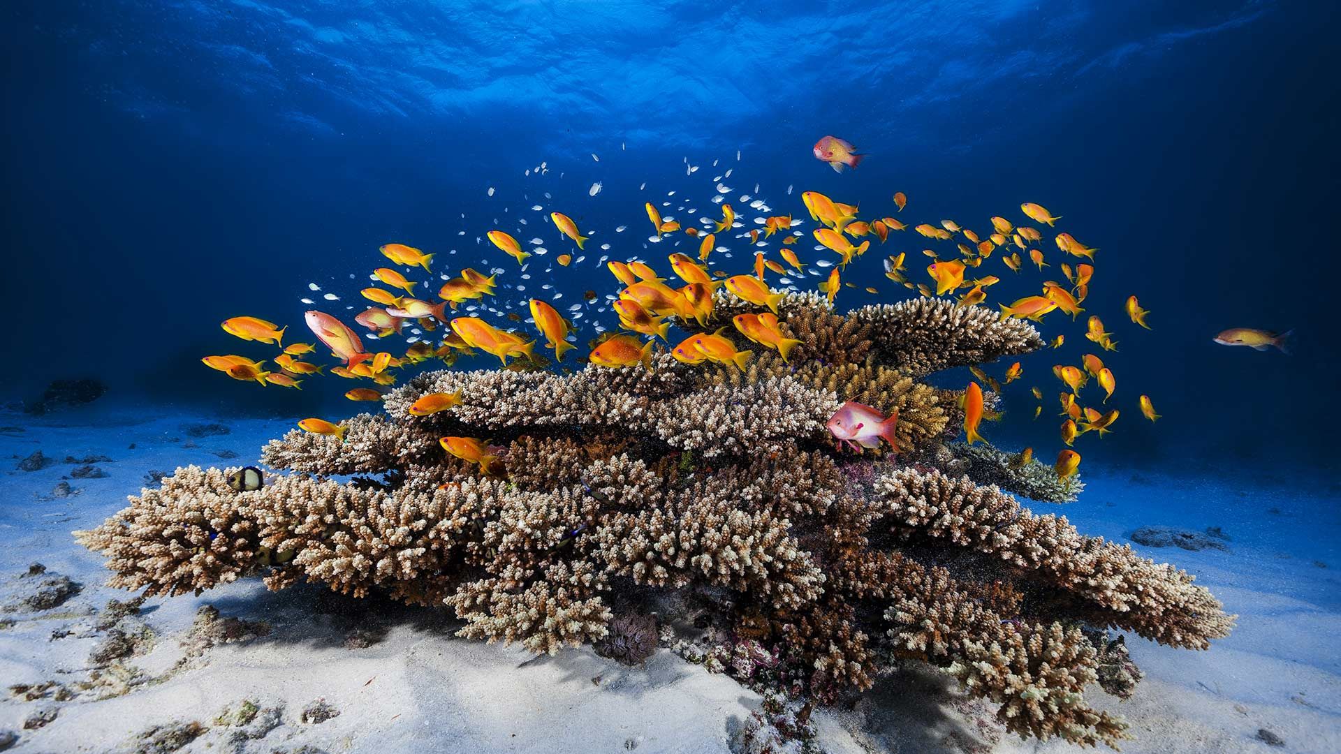 School of Pseudanthias squamipinnis swimming over coral, Mayotte, Indian Ocean