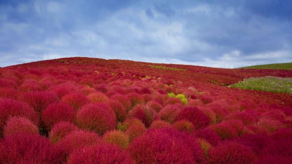 ｢コキアの紅葉｣茨城, 国営ひたち海浜公園