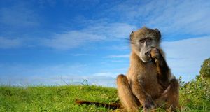南非夏侯自然保护区的狒狒 -- Peter Chadwick/Getty Images &copy; (Bing China)
