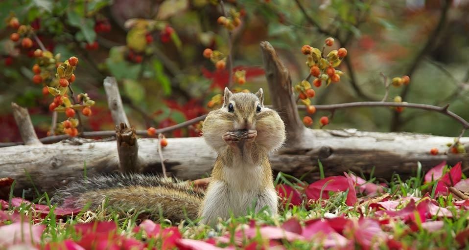 Chipmunks