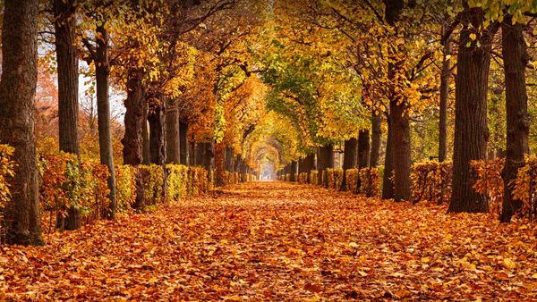 Fogliame autunnale nel parco del Castello di Schönbrunn