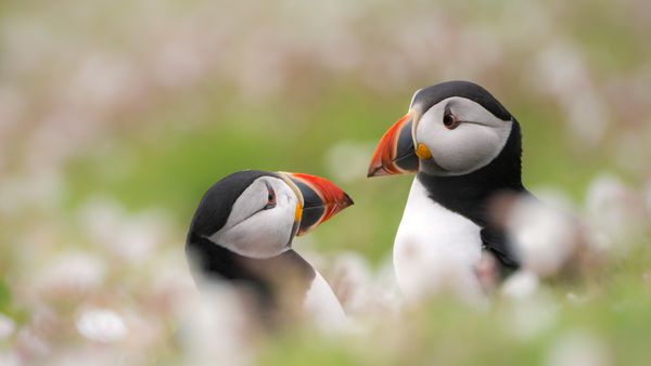 Puffins among sea campion on Skomer Island, Pembrokeshire, Wales