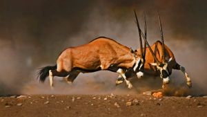 纳米比亚，埃托沙国家公园内打架中的两只好望角大羚羊 (© Johan Swanepoel/Shutterstock)(Bing China)