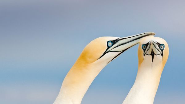 Northern gannets on the Saltee Islands, Ireland