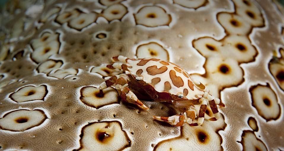 SwimmingCrab