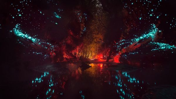 Glowworms in Blue Mountains National Park, Australia