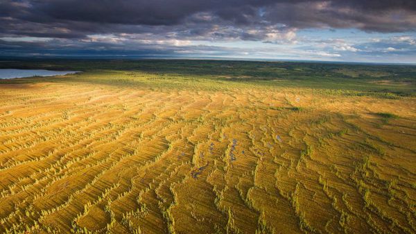Fen located near McClelland, north of Fort McMurray, Canada.