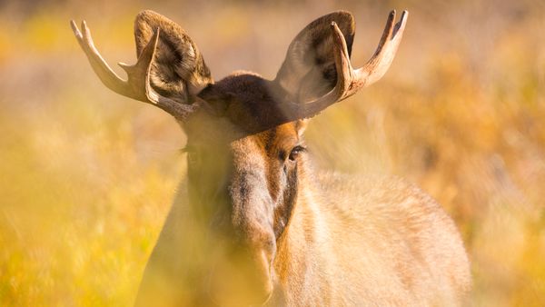 Giovane alce maschio nel Parco Nazionale di Denali, Alaska, USA