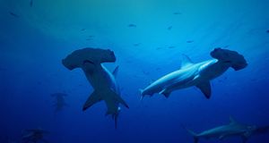 Galapagos scalloped Hammerhead sharks -- Perrine Doug/Pacific Stock/Photolibrary &copy; (Bing Australia)