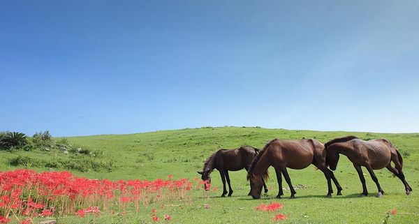 HorseAndLycorisRadiata