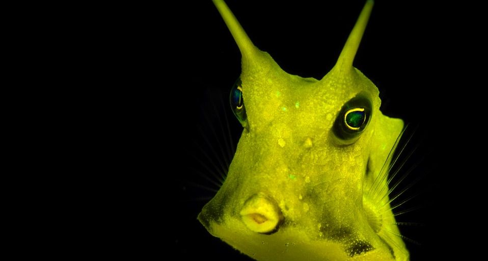 Long horned cowfish