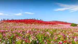 国営ひたち海浜公園, 茨城県 ひたちなか市 (© ThePonAek/Shutterstock)(Bing Japan)