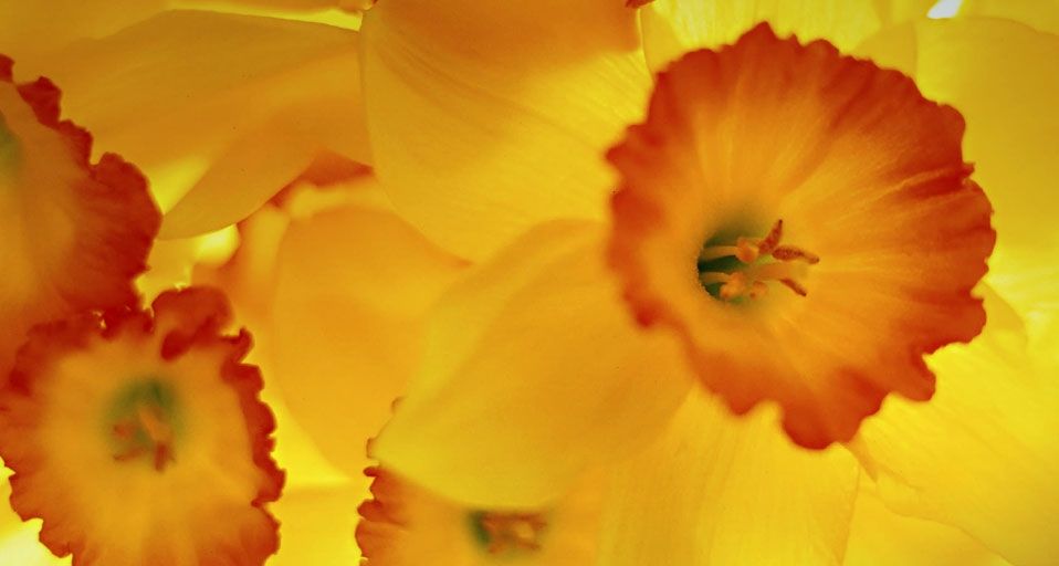 Narcissus