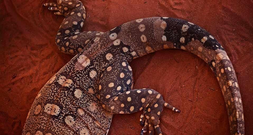 PerentisLizard