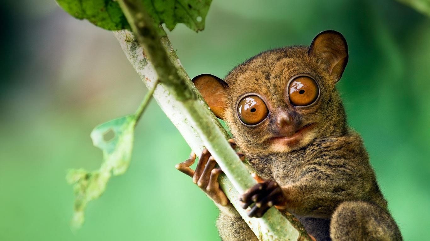 Western tarsier in a Malaysian rainforest in Danum Valley, Sabah, Borneo