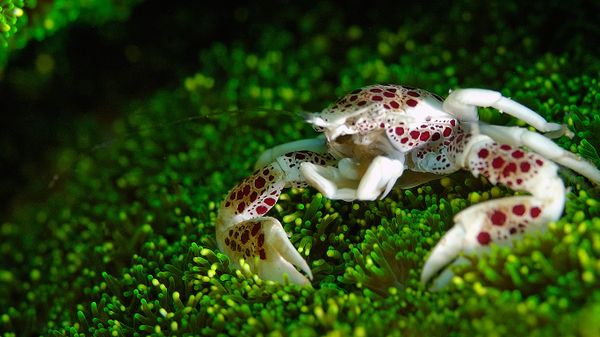 Porcelain crab (Neopetrolisthes maculatus) at the Great Barrier Reef, Australia