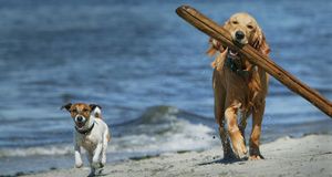 ｢流木を運ぶ犬｣ -- Martin Bydalek/Uppercut Images RF/Photolibrary &copy; (Bing Japan)