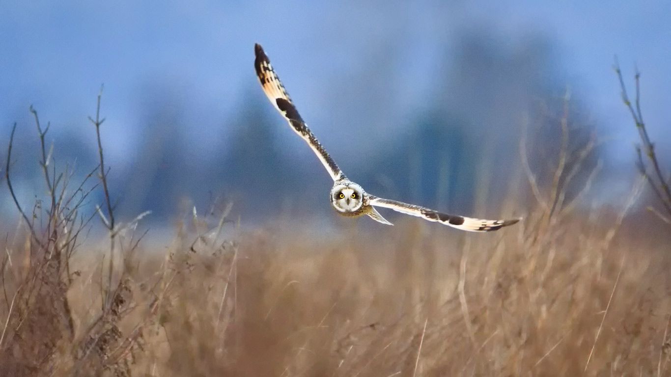 Short-eared owl, Samish Island, Washington