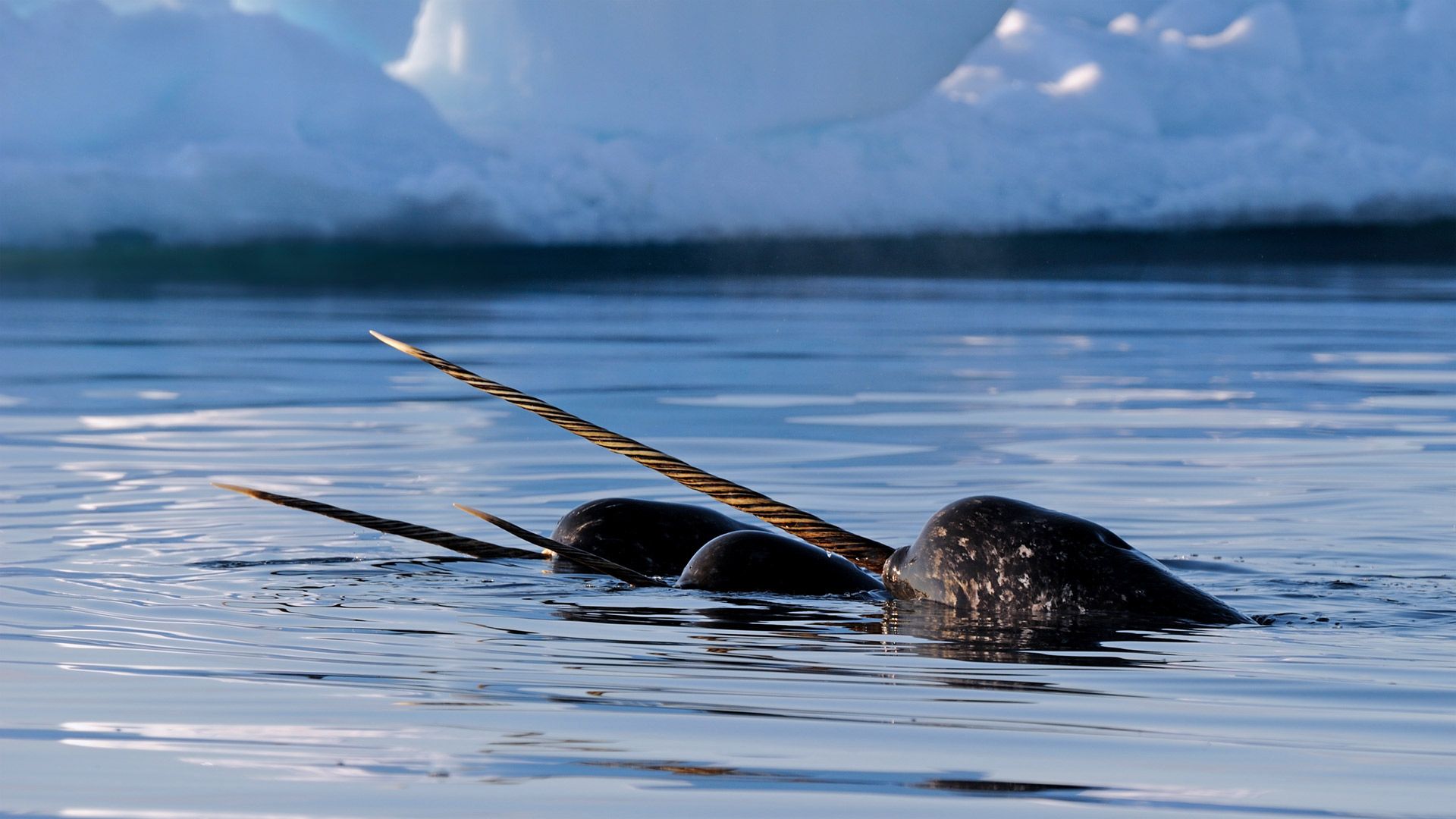 A pod of narwhals near Baffin Island, Nunavut, Canada