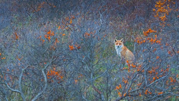 Red fox in Amsterdamse Waterleidingduinen Nature Reserve in the Netherlands