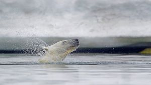 斯瓦尔巴群岛附近水域的北极熊，挪威 (© Westend61/Getty Images)(Bing China)