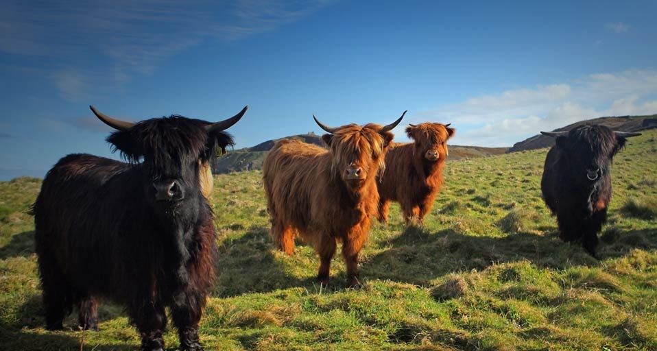 Cows graze in a field near Cape Cornwall near St Just in Cornwall, England