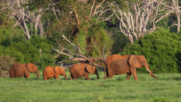Elefanti africani nel Parco Nazionale dello Tsavo Est, Kenya