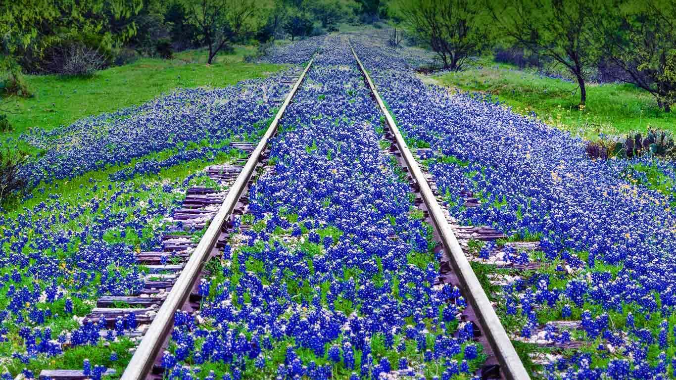 Bluebonnet wildflowers near Llano, Texas