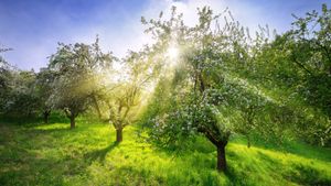 Apfelbäume im Frühling, Deutschland (© Smileus/Getty Images)(Bing Deutschland)