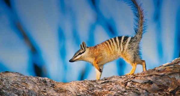 Numbat walking along a log