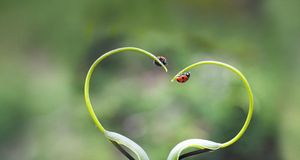 日本北海道，植物上的瓢虫 (© ASO FUJITA/amanaimagesRF/Getty Images) &copy; (Bing China)