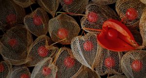 Dried casings and seeds of the Chinese lantern plant (© Skip Moody-Rainbow/Corbis) &copy; (Bing United States)