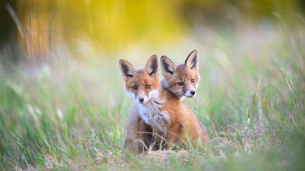 Deux renardeaux dans le parc national de Karula, Estonie