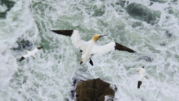 Northern gannet (Morus bassanus) in flight, Troupe Head RSPB Reserve, Aberdeenshire