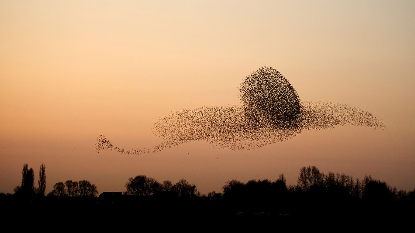 Murmuration of common starlings flying at sunset, Gelderland, Netherlands
