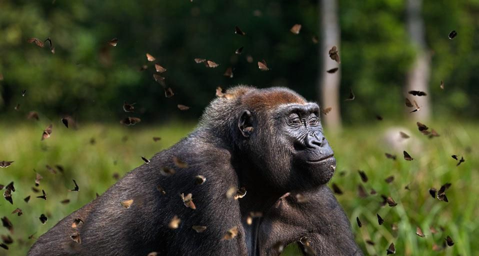Western lowland gorilla female in a cloud of butterflies