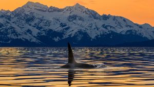 An orca surfaces in Lynn Canal near the Chilkat Mountains, Alaska (© John Hyde/Alamy)(Bing United States)