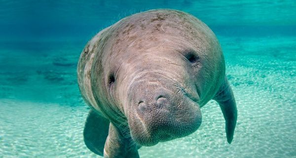 Manatee