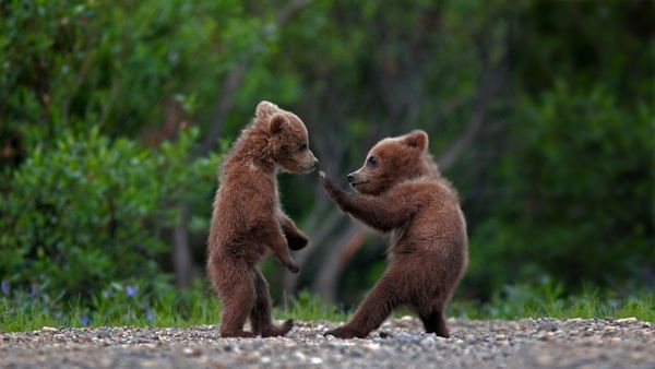 Grizzly bear cub siblings playing in Denali National Park, Alaska, USA