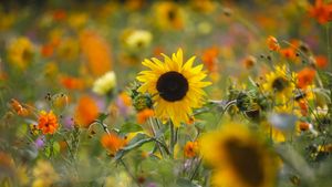 Sommerwiese mit Sonnenblumen, Deutschland (© DEEPOL by plainpicture/Thomas Jäger)(Bing Deutschland)
