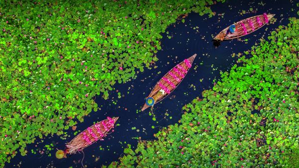Farmers collecting the water lilies in the Satla marshland near Bagdha, Barishal, Bangladesh